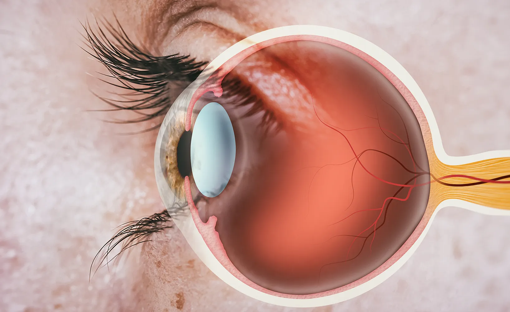 Retina-im-Augenhintergrund-versteckt